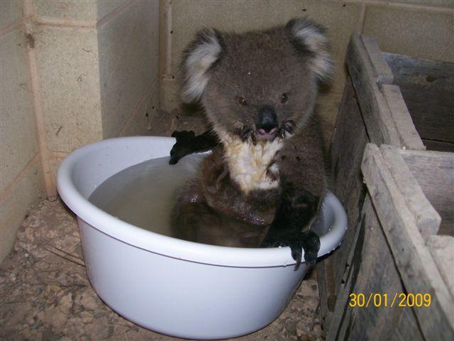 Koala Adorable Pictures Bathing in Water