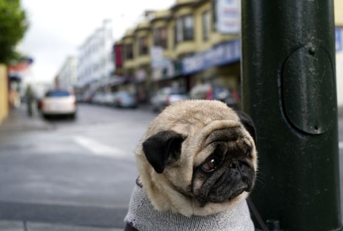 depressed-sad-pug-1