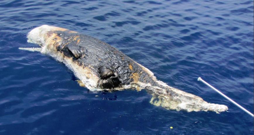 BP Oil Spill Whale